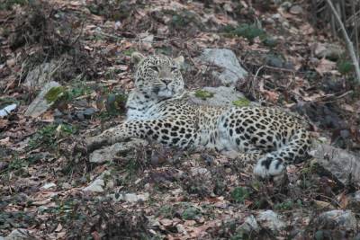 В Сочи началась спецоперация по выпуску молодых леопардов в дикую природу