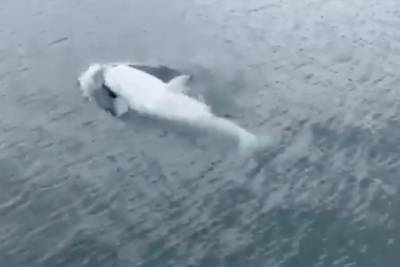 Видео редкого белого кита-убийцы облетело Сеть и стало вирусным