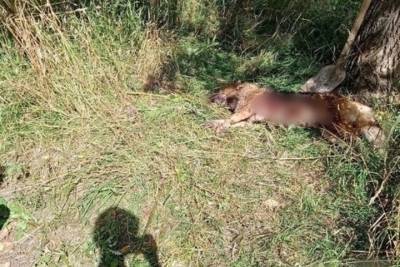 Администрация района в Тверской области прокомментировала инцидент с бойцовской собакой