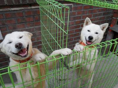 Ликвидация домашних собак в Северной Корее оказалась "уткой"
