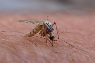 Во Флориде выпустят 750 млн генетически модифицированных комаров