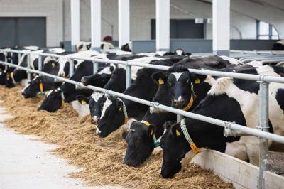 В Смоленской области планируют построить четыре молочно-товарных фермы