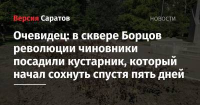 Очевидец: в сквере Борцов революции чиновники посадили кустарник, который начал сохнуть спустя пять дней