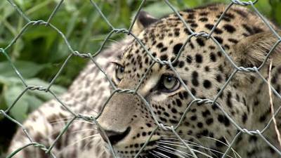 Свободу леопардам: в Сочи еще четыре хищника выпустили на волю