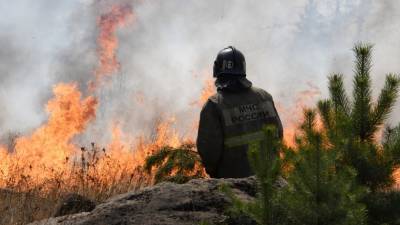 В Красноярском крае рассказали о ситуации с лесными пожарами