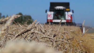 Европейская засуха откроет рынок для российского зерна