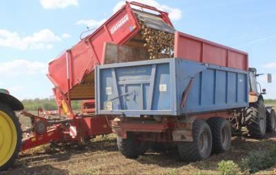 Валовой сбор картофеля на Дону составил уже 79,5 тыс. тонн