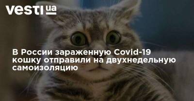 В Росcии зараженную Covid-19 кошку отправили на двухнедельную самоизоляцию