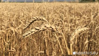 России предрекли доминирование на мировом рынке зерна