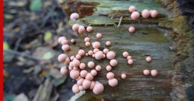 В Подмосковье обнаружены грибы-убийцы, способные передвигаться