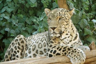 СУ СК РФ: в Анапе незаконно возили в передвижном зоопарке краснокнижного персидского леопарда