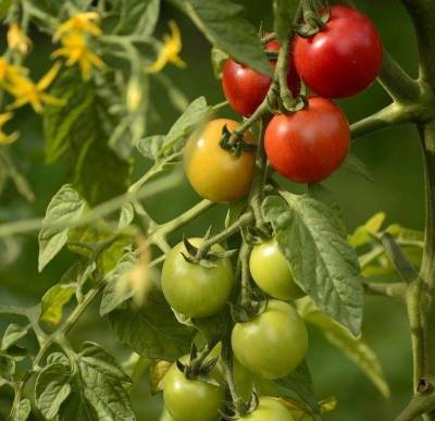 Мал, да удал: 6 преимуществ томатов черри, которые мало кому известны