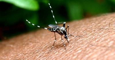 В США выпустят 750 миллионов генетически модифицированных комаров