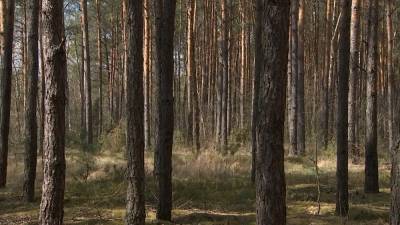 Запрет на посещение лесов введён в 4 районах Витебской области - belarus24.by - Верхнедвинск