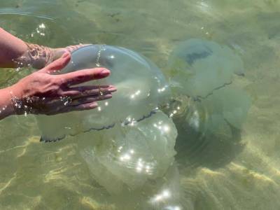 Отдыхающие боятся идти в воду: в Азовском море нашествие медуз
