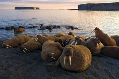На Новой Земле установили полевой дом для наблюдения за краснокнижными моржами