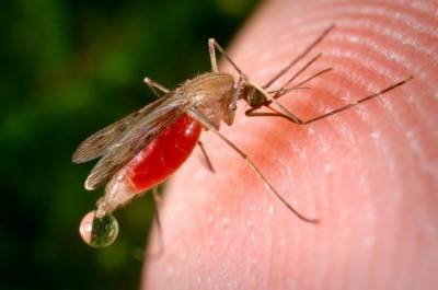 Иммунолог назвала лучшее средство для защиты от укусов комаров