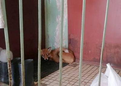 В жилом доме в Сергиево-Посадском городском округе спасатели поймали лисицу