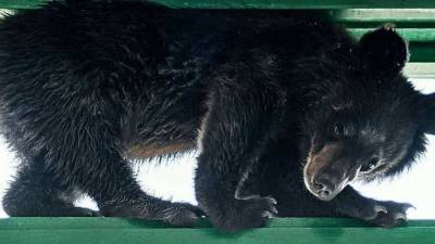 Медвежонок застрял в форточке, убегая от людей в подъезде