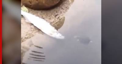 Черепаха помогла рыбке спастись от смерти: видео