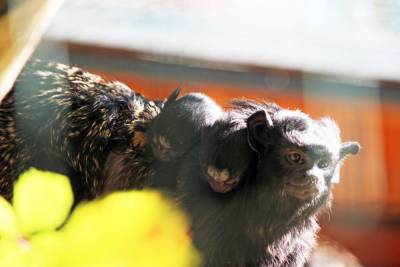 Краснорукие тамарины родились в нижегородском зоопарке