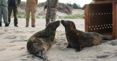 Калининградский зоопарк выпустил в море последних спасённых в этом году тюленей