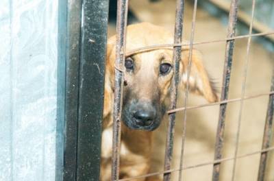 Полсотни бродячих собак стерилизовали и вернули на улицы Липецка