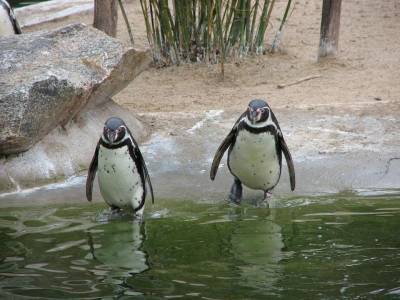 В Испании пара пингвинов-лесбиянок “усыновила” детеныша