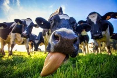 В Чувашии владельцы коров получили уже 148,3 млн рублей