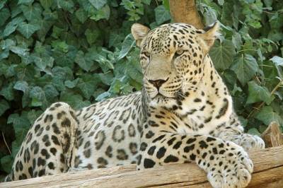 Двух переднеазиатских леопардов выпустили в Кавказском заповеднике