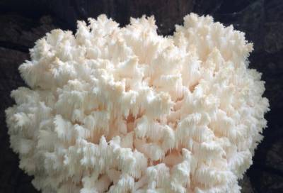 Редкий гриб-коралл был обнаружен в Ленобласти