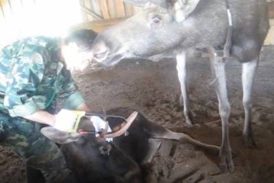 На Сумароковской лосеферме в Костромской области начался сезон сбора лосиных рогов