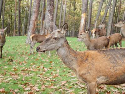 Подросших оленята в Воронежском заповеднике запечатлели на камеру
