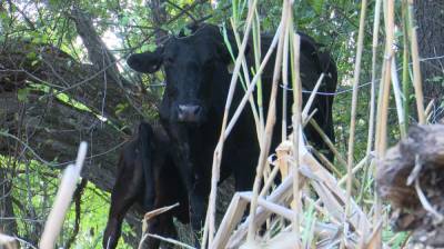 В Воронежской области 300 коров загадили берег реки Битюг