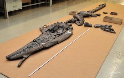 В Китае обнаружили останки одного динозавра внутри другого