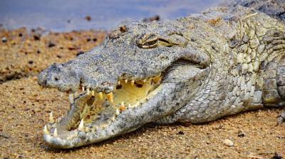 Наглые вараны украли яйца крокодила на глазах у туристов - видео