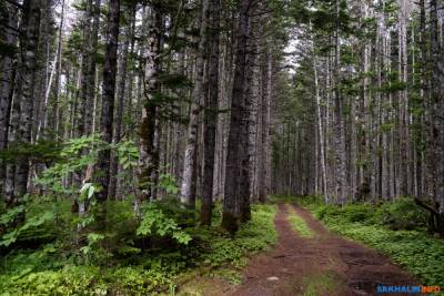 Сахалинское минэкологии снова разделят на леса и природу