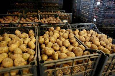 Школьники Вяземского района будут питаться местными овощами