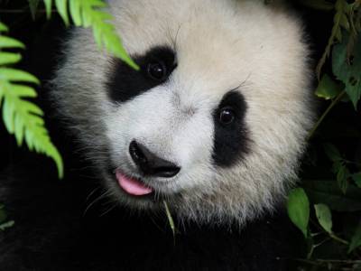 Самая старая панда в мире отпраздновала 38 день рождения: трогательное видео