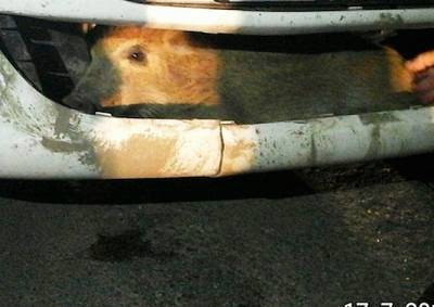 В Чехии водитель обнаружил в бампере кабана