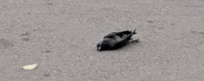 В Россельхознадзоре выявят причину очередной гибели птиц в Рязани