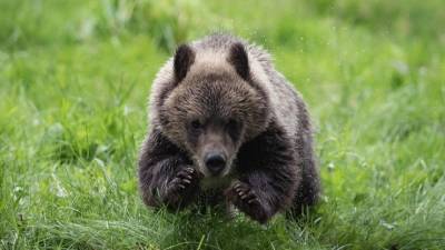 По следам Винни-Пуха: медвежонок забрел в приморский дом и застрял — видео