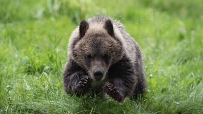 По следам Винни-Пуха: медвежонок забрел в приморский дом и застрял видео