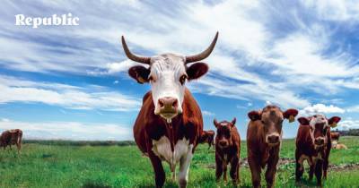 Возможное решение – крупный рогатый генномодифицированный скот