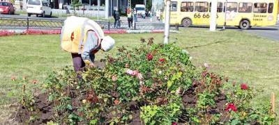 Розовые кусты посадили на площади Гагарина в Петрозаводске (ФОТО)