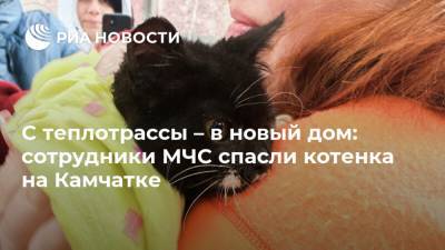 С теплотрассы – в новый дом: сотрудники МЧС спасли котенка на Камчатке