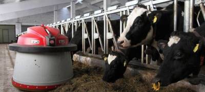 Роботизированная молочная ферма появится в поселке Карелии