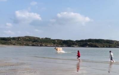 Отдыхающих на пляже в Ирландии ошеломила корова выплывшая из моря - Cursorinfo: главные новости Израиля