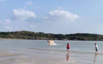 Отдыхающих на пляже в Ирландии ошеломила корова выплывшая из моря – Cursorinfo: главные новости Израиля
