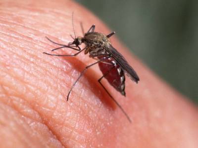 Страшные последствия комариных укусов: дерматолог советует быть очень внимательным